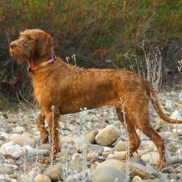 Wirehaired Vizslas from Salish Wirehaired Vizslas