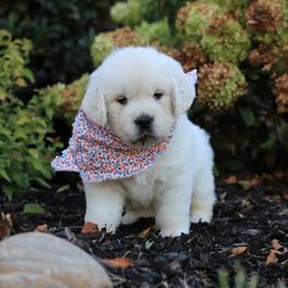 Miss Pink - Light golden female Golden Retriever puppy in Greeneville, Tennessee from Majestic Mountain Goldens