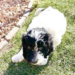 Australian Labradoodle Puppies from Lokal Labradoodles