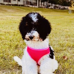 Goldendoodle Puppies from Labradoodleday