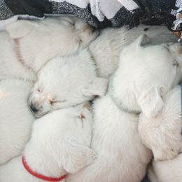 Labrador Retriever Puppies from Polar Bear Farms