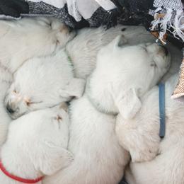 Labrador Retriever Puppies from Polar Bear Farms