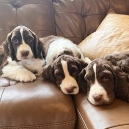 English Springer Spaniel puppies from Timberwood English Springer Spaniels