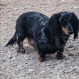 Byrd - Dachshund
