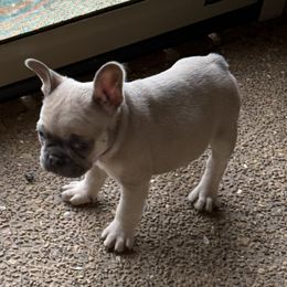 French Bulldog Puppies from 731 Frenchies