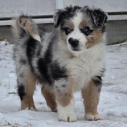 Rio - Blue merle male Australian Shepherd puppy in Solon, Maine from Mountain Range Australian Shepherds
