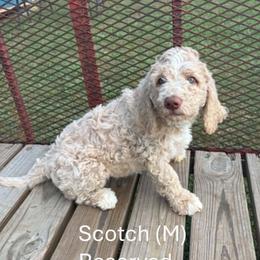 Scotch - Apricot male Goldendoodle puppy in Water Valley, Mississippi from Olympian Doodles