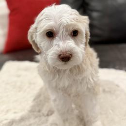Bingo (yellow) - female Golden Mountain Doodle puppy in Twin Falls, Idaho from Magic Valley Family Doodles