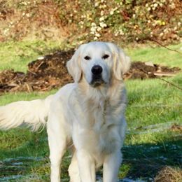 Golden Retrievers from LHA Golden Retrievers