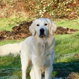 Golden Retrievers from LHA Golden Retrievers