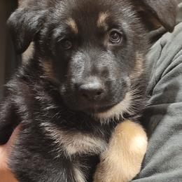 German Shepherd Puppies from Levesques German Shepherds