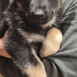 German Shepherd Puppies from Levesques German Shepherds