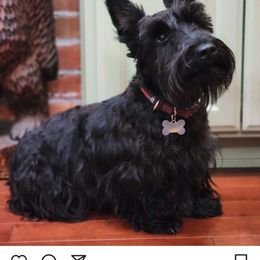 Esme - Scottish Terrier