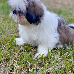 Shih Tzu Puppies from Willow Lane Shih Tzus