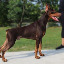 Fawkes - Doberman Pinscher