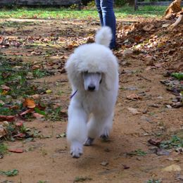 Poodle Puppies from D and D Standard Poodles