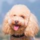Poodle