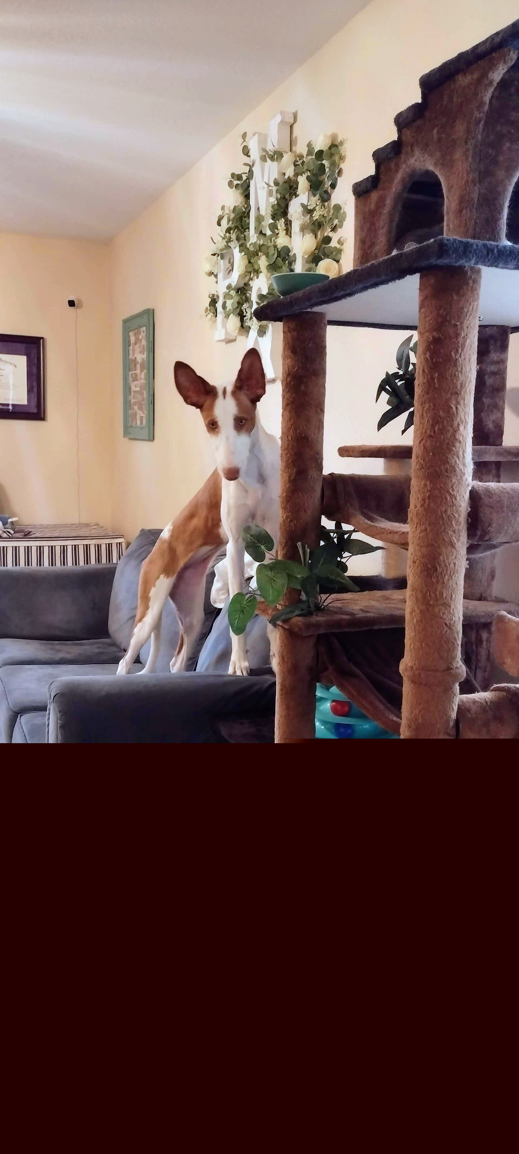 Ibizan Hound Puppies from AirO'Doe Ibizans