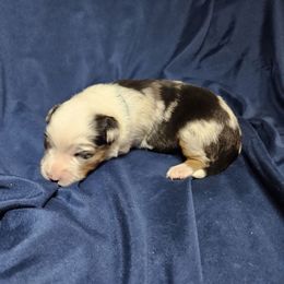 Osa - Blue merle female Miniature Australian Shepherd puppy in Garland, Texas from Dollie Farms