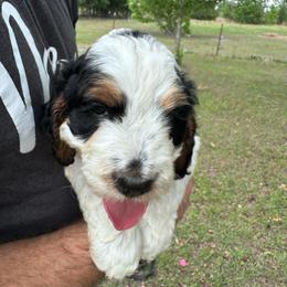 Boy 1 - Black white and tan male Springerdoodle puppy in Reddick, Florida from Cooper’s Mini Doodles