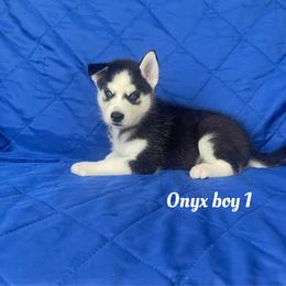 Onyx boy 1 - Black and white male Siberian Husky puppy in Ocala, Florida from Florida Husky Puppies