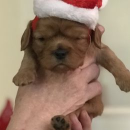 Cavalier King Charles Spaniel Puppies from Hit Parade Cavaliers