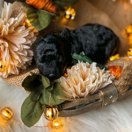 Primrose - Black female Poodle puppy in Chapel Hill, North Carolina from Cyndi’s Poodles