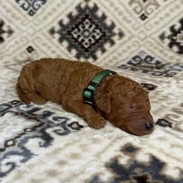 Green Collar Male - Red  male Goldendoodle puppy in Pasadena, Texas from Knightsbane Standard Poodles