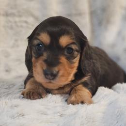 Juniper - Black and tan male Dachshund puppy in Pasco, Washington from Loyal Lil Dachshunds