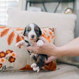 Pecan - Merle male Bernedoodle puppy in Murray, Utah from Sun Valley Doodles