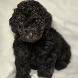 Enzo - Black male Cockapoo puppy in West Point, Mississippi from Golden Paws