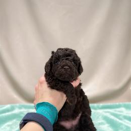 Poodle Puppies from KC Poodles of PA