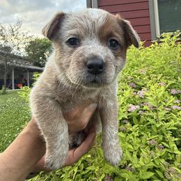 Willow - Red speckled female Australian Cattle Dog puppy in Lynd, Minnesota from Diamond Falls Cattle Dogs