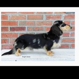 Dachshunds from Simply Southern Doxies
