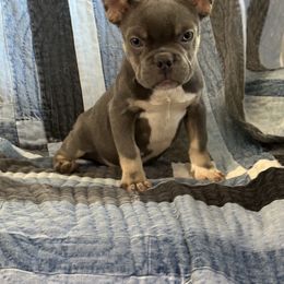 Jerry - Blue French Bulldog puppy in San Francisco, California from Bossalini French Bulldogs