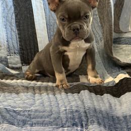 Jerry - Blue French Bulldog puppy in San Francisco, California from Bossalini French Bulldogs