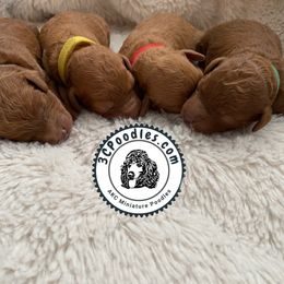 Poodle Puppies from 3C Poodles