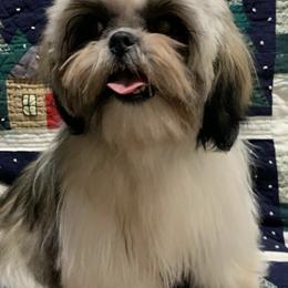 Shih Tzus from NINIZ SHIHTZUS