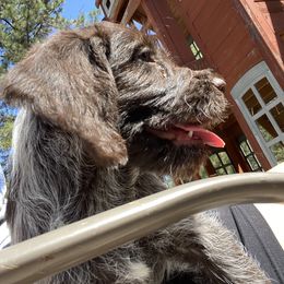 Wirehaired Pointing Griffon Puppies from Anyan Lodge Pups