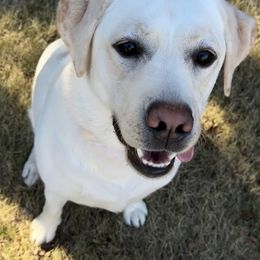 Labrador Retriever All Grown Up from Sandy Paws Labradors Maui