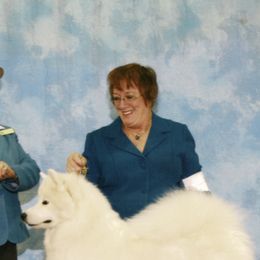 Samoyeds from Barron's Samoyeds