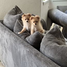 Pomeranian Puppies from Fire Dove Pom