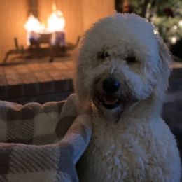 Goldendoodles from C&C Doodles