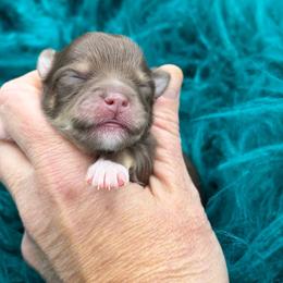 Jason - Chocolate and tan male Chihuahua puppy in Franklin, North Carolina from A&J Cutie Pawtooties