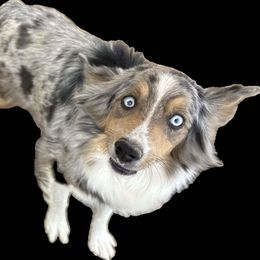 Aspen - Miniature Australian Shepherd