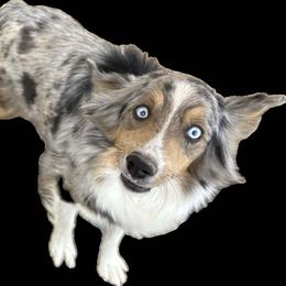 Aspen - Miniature Australian Shepherd