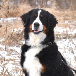 Georgia - Bernese Mountain Dog