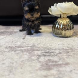 Yorkshire Terrier puppies from JMAK Dreams