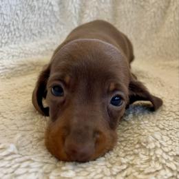 Dahlia - Chocolate and tan female Dachshund puppy in Granbury, Texas from Welden’s Miniature Dachshunds