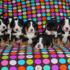 Beauceron, Greater Swiss Mountain Dog, and Nederlandse Kooikerhondje Puppies from Blackamber Swissies Beaucerons Ambermoon Kooikerhondje